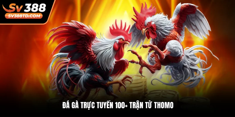Đá gà trực tuyến 100+ trận từ Thomo